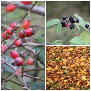 Autumnal fruits